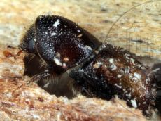 Ips acuminatus имаго латерально
